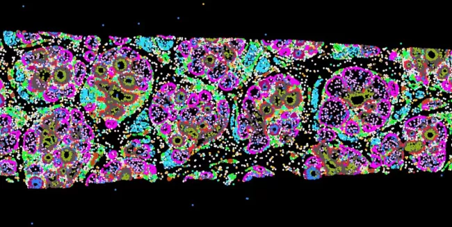 Picture of Cohen Lab mainpage